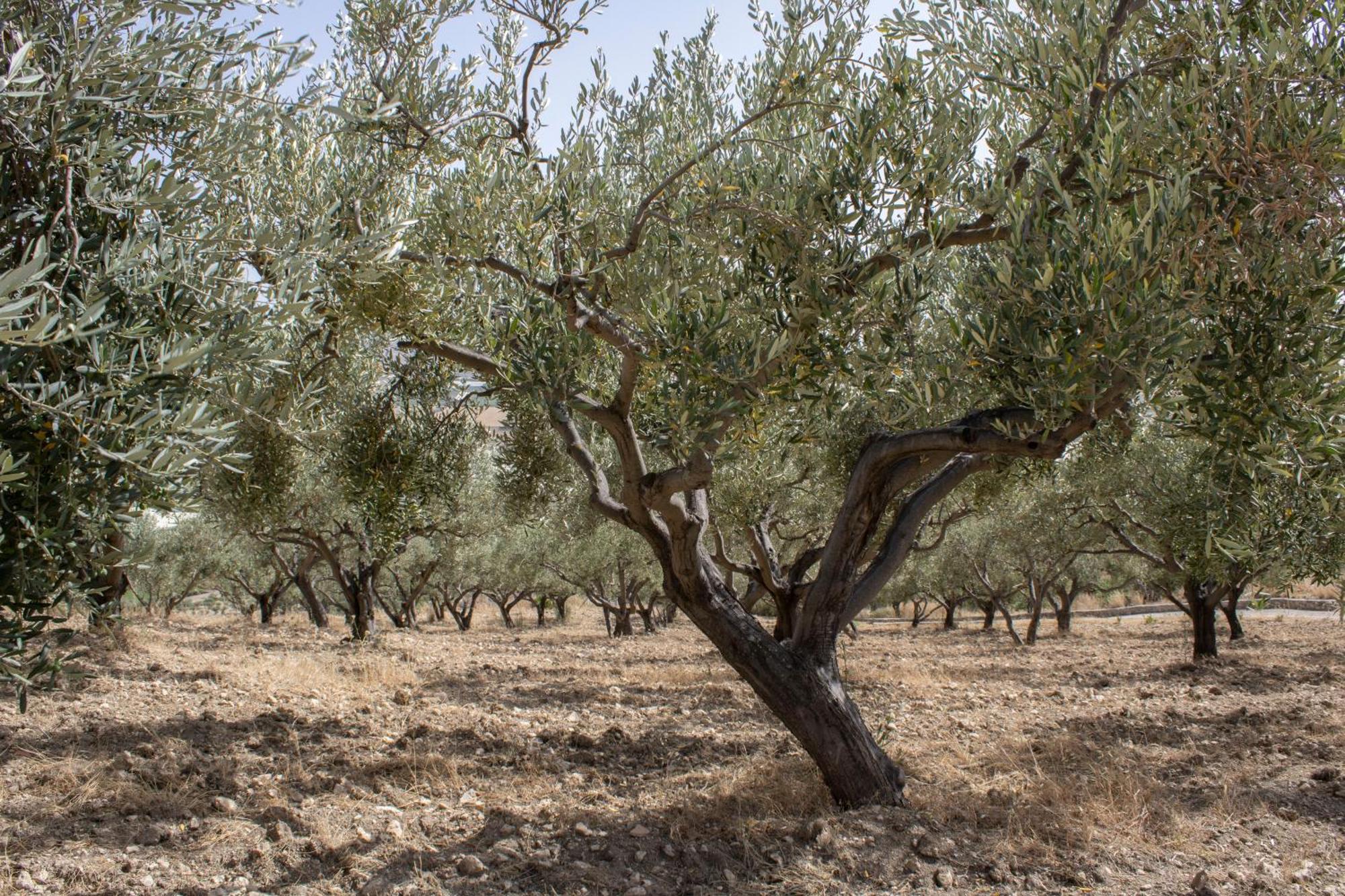 Agriturismo Bellajo - Ville Rustiche Con Piscina Agrigento Kültér fotó