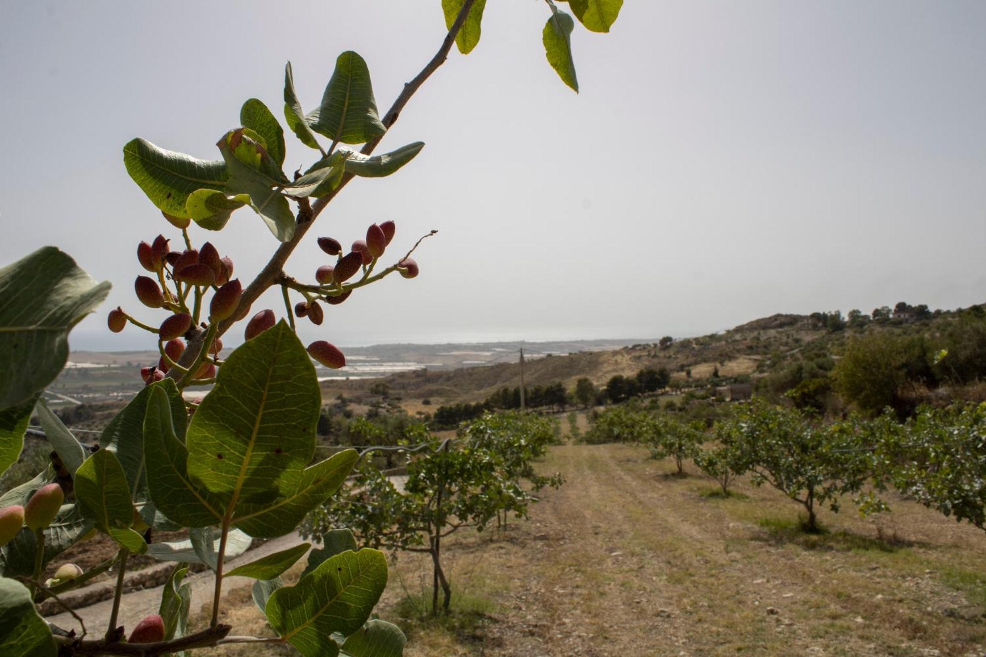 Agriturismo Bellajo - Ville Rustiche Con Piscina Agrigento Kültér fotó